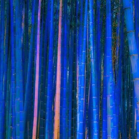 تصویر بذر بامبو آبی 2 عددی 