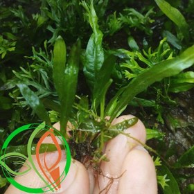 تصویر گیاه آبزی آکواریوم پلنت جاوا فرن ریز Java Fern Petite ( پک 5 برگی ) 