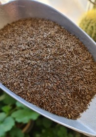 تصویر زیره سیاه معمولی 