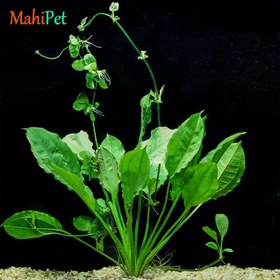 تصویر گیاه اچینودوروس آرجن تیننسیس 