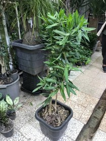 تصویر پیله موآ بامبو‌خاکی 