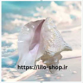 تصویر صدف کوئین شل _ ملکه. 