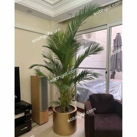 تصویر گیاه اریکا سوپرلوکس مدل E15 