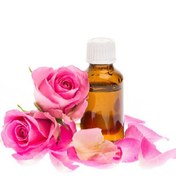 تصویر غنچه گل محمدی (رز) 