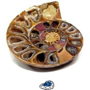 تصویر فسیل آمونیت میلیون ساله نمونه استثنایی و اصل S1386 