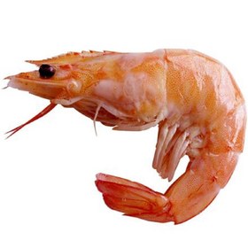 تصویر میگو فله 