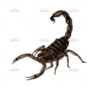 تصویر وکتور عقرب سیاه 