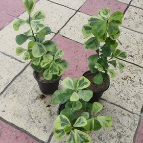 تصویر گیاه فیکوس دلتا ابلق (فیکوس مثلثی) 