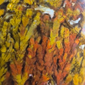 تصویر شجر پاییزه سایز مدالی Shajar paize