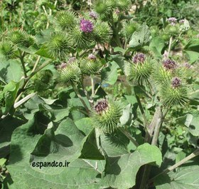 تصویر بذر بابا آدم وحشی (10 عددی) Arctium lappa 