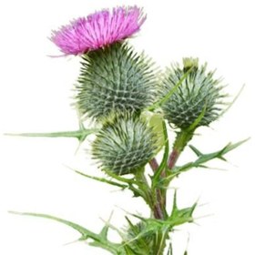 تصویر بذر خار مریم (ماریتیغال) 1 گرمی 