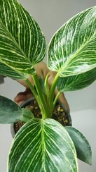 تصویر فیلودندرون برکین سایز ۱۲ Philodandron berkin