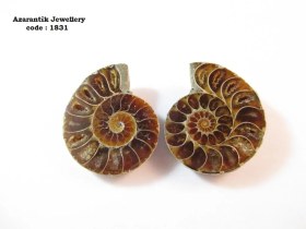 تصویر فسیل آمونیت اصل کد 1831 