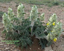 تصویر بذر سنبل بیابانی (10 عددی) Eremostachys laciniata 