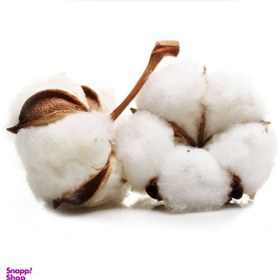 تصویر گل خشک مدل پنبه 