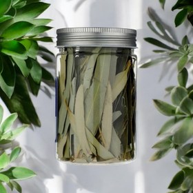 تصویر برگ اکالیپتوس خشک 