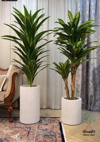 تصویر دراسنا مصنوعی 