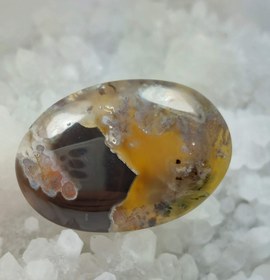 تصویر نگین شجر دریایی 