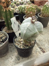 تصویر بذر کاکتوس آستروفیتوم 3 پر میروستیگما کیکو ELG.9607 - بسته 10 عددی Astrophytum myriostigma Tricostatum kikko ELG.9607