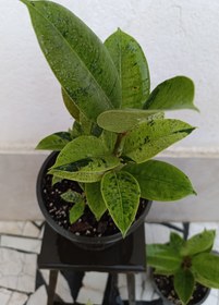 تصویر فیکوس ببری 