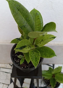 تصویر فروشگاه گلکده‌ محیا