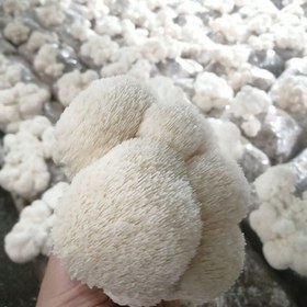 تصویر قارچ یال شیر تازه 1کیلوگرم Fresh milk mane mushroom - 1kg