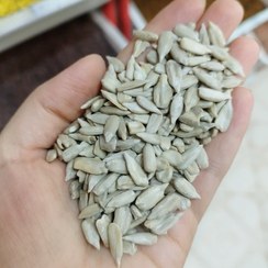 تصویر مغز تخمه آفتابگردان خام ۵۰۰ گرم 