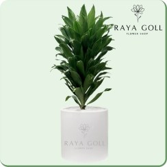 تصویر گلدان دراسینا کامپکت 