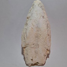 تصویر خوراک کف دریا 