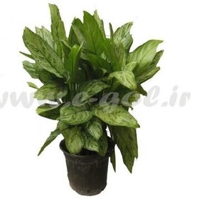 تصویر گلدان گل آگلونما 