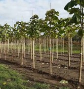 تصویر نهال پالونیا درخت سریع رشد Palonia