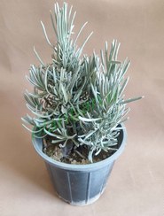 تصویر بوته گیاه اسطخودوس یا لوندر گلدان 14 