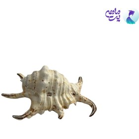 تصویر صدف تزئینی آکواریوم سایز کوچک 