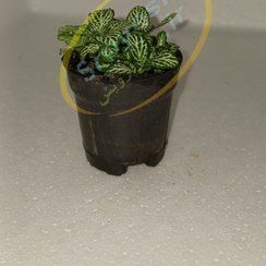 تصویر گیاه فیتونیا سبز FITTONIA PLANT 