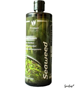 تصویر جلبک دریایی 