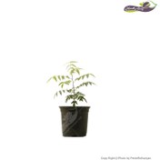 تصویر نهال پسته هیبریدی (UCB-1) سایز کوچک (شرکت آریا نهال) ا UCB-1 Pistachio Seedling - Small Size (Aria Nahal Company) UCB-1 Pistachio Seedling - Small Size (Aria Nahal Company)