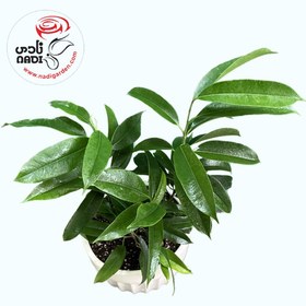 تصویر بنجامین آمستل 