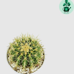 تصویر کاکتوس اچینو 