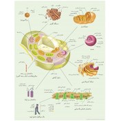 تصویر پوستر آموزشی اجزای سلول گیاهی A3 