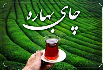 تصویر چای ممتاز زرین بهاره 1404 (چای لاهیجان رضوان) 
