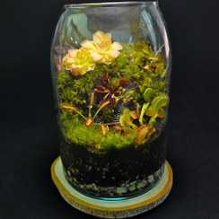 تصویر تراریوم گیاه حشره خوار مدل سکوت طبیعت 