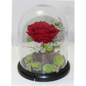 تصویر تراریوم گل رز 