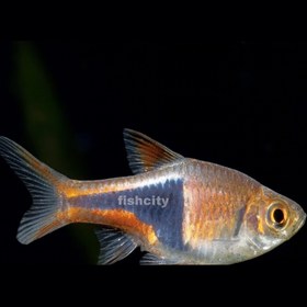 تصویر رازبورا دلقک 