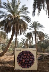 تصویر خرمای کبکاب ممتاز خشت 4 کیلویی 