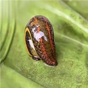 تصویر زالو آرایشی سایز 3تا 5 پک 50عددی گیرایی عالی 