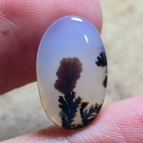 تصویر شجر قائن زیبا تک درخت 