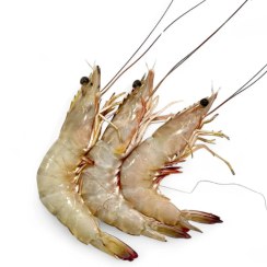 تصویر میگو صورتی بندر بوشهر ۱۰ کیلوگرم 