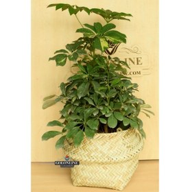 تصویر شفلرا 