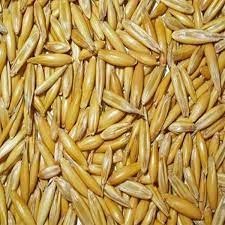 تصویر جو دوسر Joe جو دوسر 200 گرمی