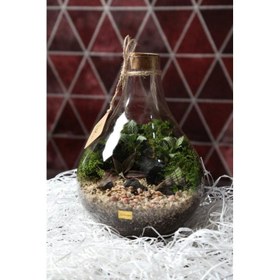 تصویر تراریوم پوپک 